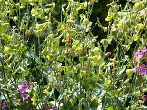 Tobacco plants (Nicotiana)(Nicotiana)