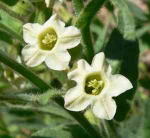 Tobacco plants (Nicotiana)(Nicotiana)