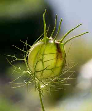 Love-in-a-mist(Nigella damascena)