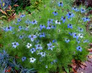 Love-in-a-mist(Nigella damascena)
