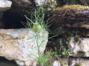 Love-in-a-mist(Nigella damascena)