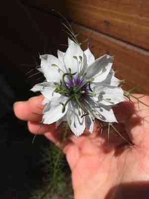 Love-in-a-mist(Nigella damascena)