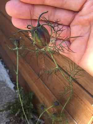 Love-in-a-mist(Nigella damascena)