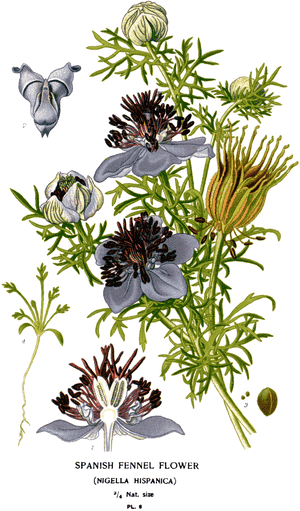 Spanish fennel(Nigella hispanica)