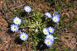 Chilean bellflower(Nolana paradoxa)