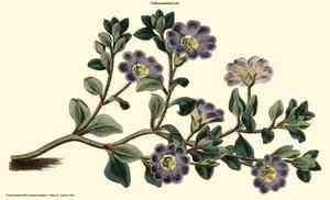 Chilean bellflower(Nolana paradoxa)