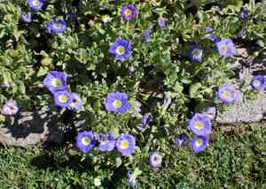 Chilean bellflower(Nolana paradoxa)