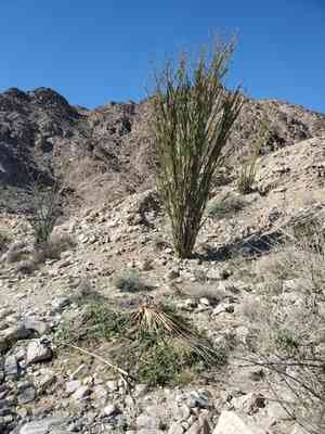 Bigelow's nolina(Nolina bigelovii)