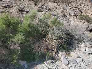Bigelow's nolina(Nolina bigelovii)