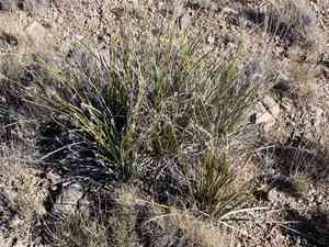 Sacahuista(Nolina microcarpa)