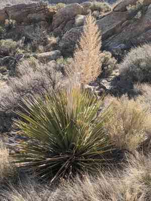 Parry's beargrass(Nolina parryi)