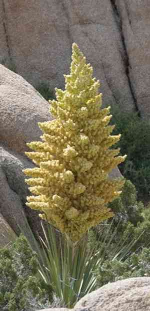 Parry's beargrass(Nolina parryi)