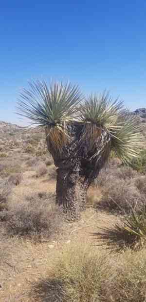 Parry's beargrass(Nolina parryi)