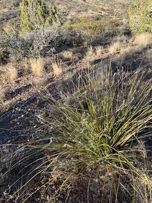 Texas sacahuista(Nolina texana)