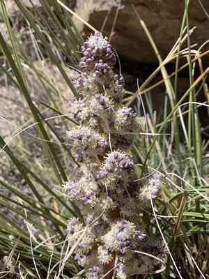 Texas sacahuista(Nolina texana)
