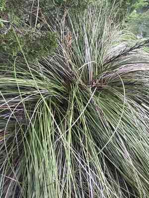 Texas sacahuista(Nolina texana)