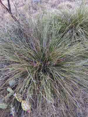 Texas sacahuista(Nolina texana)