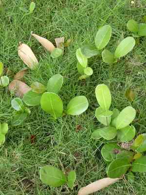 Madagascar olive(Noronhia emarginata)