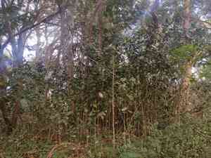 Madagascar olive(Noronhia emarginata)