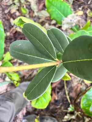 Madagascar olive(Noronhia emarginata)