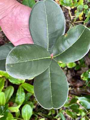 Madagascar olive(Noronhia emarginata)