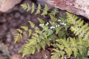 Lemmon's cloak fern(Notholaena lemmonii)