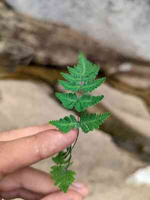 Lemmon's cloak fern(Notholaena lemmonii)