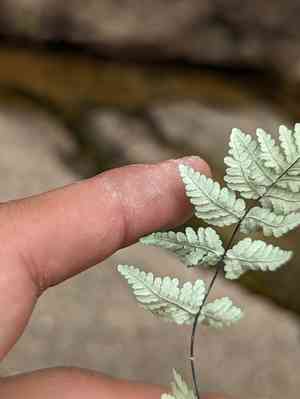 Lemmon's cloak fern(Notholaena lemmonii)
