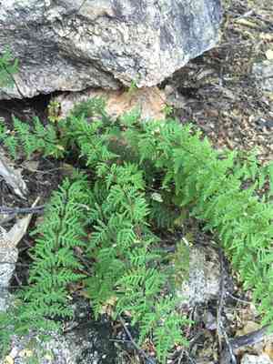 Lemmon's cloak fern(Notholaena lemmonii)