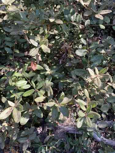 Tanoak(Notholithocarpus densiflorus)