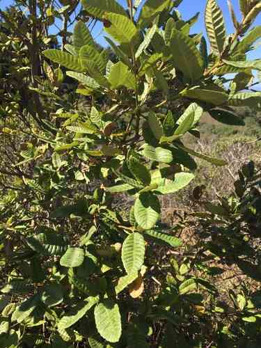Tanoak(Notholithocarpus densiflorus)