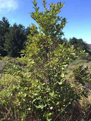 Tanoak(Notholithocarpus densiflorus)