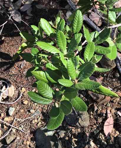 Tanoak(Notholithocarpus densiflorus)