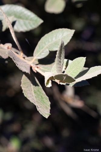 Tanoak