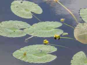 Spatterdock(Nuphar advena)