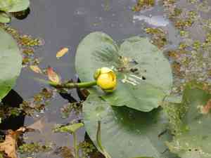 Spatterdock(Nuphar advena)