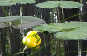Spatterdock(Nuphar advena)