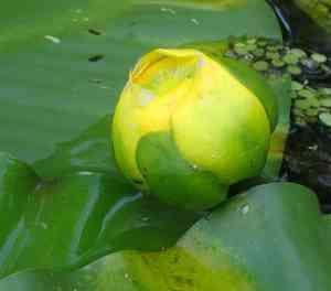 Spatterdock(Nuphar advena)