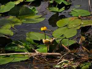 Varigated yellow pond-lily(Nuphar lutea)