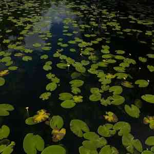 Varigated yellow pond-lily(Nuphar lutea)