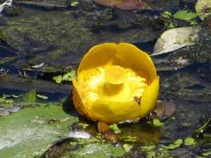 Varigated yellow pond-lily(Nuphar lutea)