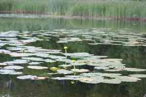 Cow lily(Nuphar variegata)