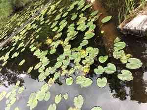 Cow lily(Nuphar variegata)