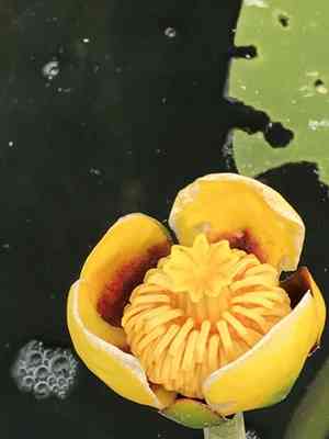 Cow lily(Nuphar variegata)