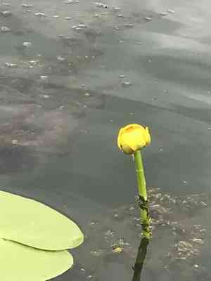 Cow lily(Nuphar variegata)