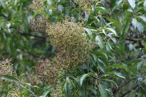 Forest elder(Nuxia floribunda)