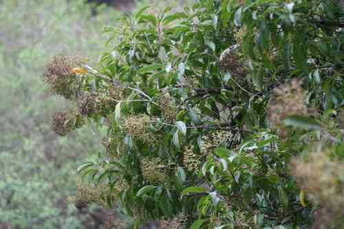 Forest elder(Nuxia floribunda)