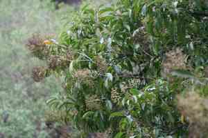 Forest elder(Nuxia floribunda)