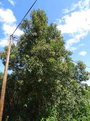 Forest elder(Nuxia floribunda)
