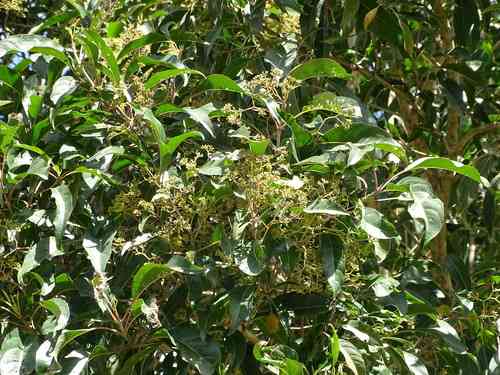 Forest elder(Nuxia floribunda)